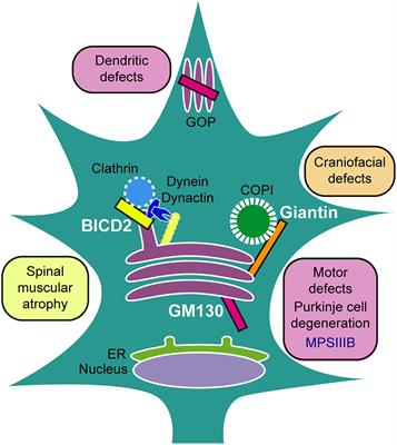 Golgi Complex Dynamics and Its Implication in Prevalent Neurological Disorders